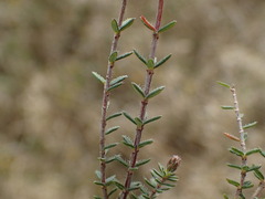 Erica tetralix
