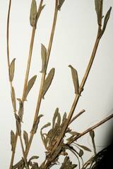 Boechera microphylla