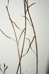 Boechera microphylla