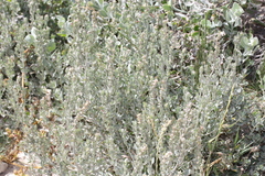 Exomis microphylla