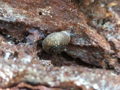 Austrochloritis iluka