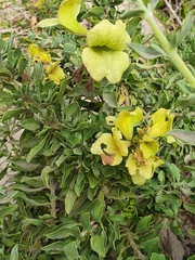 Salvia aurea
