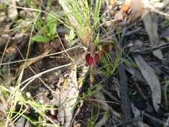 Pterostylis boormanii