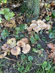 Physalacriaceae