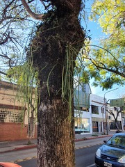 Rhipsalis