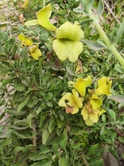 Salvia aurea