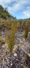 Elegia microcarpa