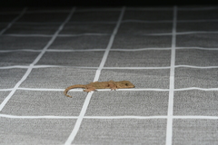 Gekko swinhonis