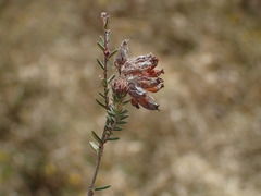 Erica tetralix