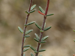 Erica tetralix