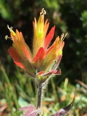 Castilleja peirsonii