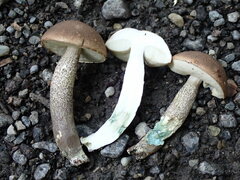 Leccinum duriusculum