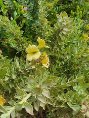 Salvia aurea