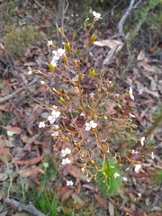 Stylidium laricifolium