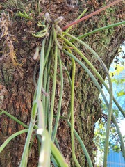 Rhipsalis