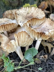 Physalacriaceae