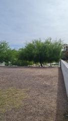 Parkinsonia aculeata