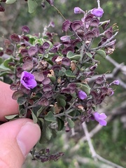 Prostanthera rotundifolia