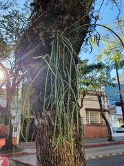 Rhipsalis