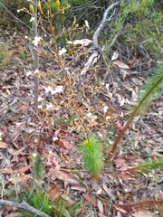 Stylidium laricifolium