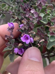 Prostanthera rotundifolia