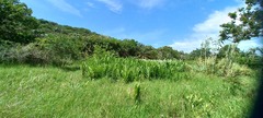 Hedychium