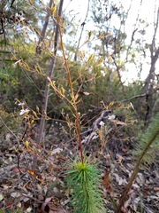 Stylidium laricifolium
