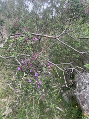 Prostanthera rotundifolia