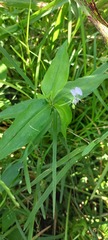 Commelineae