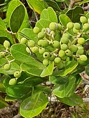 Olea capensis capensis
