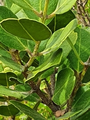 Olea capensis capensis