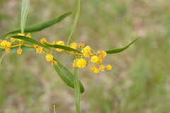Acacia saligna