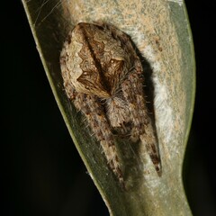 Hortophora