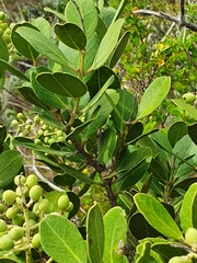 Olea capensis capensis