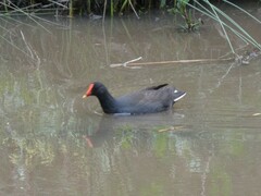 Gallinula tenebrosa
