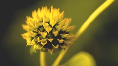 Tilesia baccata