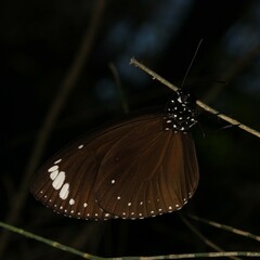 Euploea tulliolus