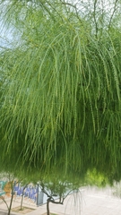 Parkinsonia aculeata