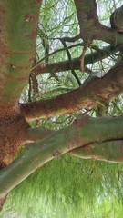 Parkinsonia aculeata