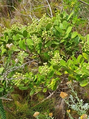 Olea capensis capensis