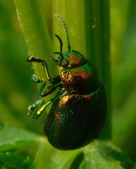 Chrysolina graminis