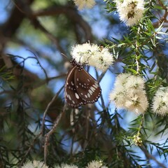 Euploea core corinna