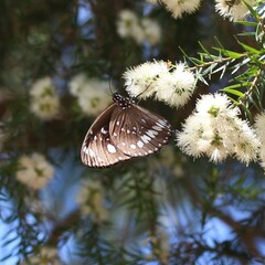 Euploea core corinna