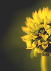 Tilesia baccata