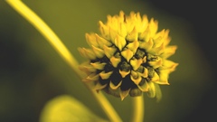 Tilesia baccata