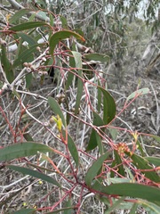 Eucalyptus molyneuxii