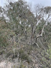 Eucalyptus molyneuxii