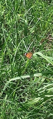 Acraea encedon encedon