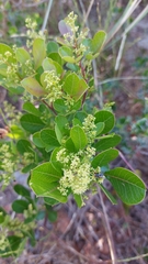 Searsia laevigata