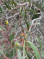 Eucalyptus molyneuxii